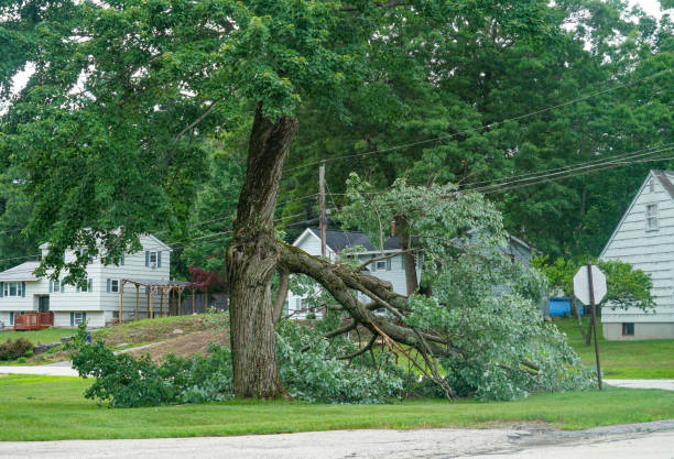 The Steps Involved in Our Tree Care Process in Apple Valley, MN